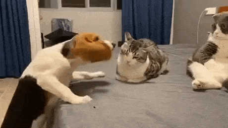 daily-gifdump-3406-04.gif