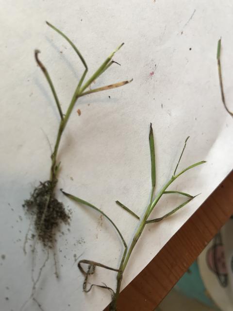 Bermuda - Fungus Issue? | Lawn Care Forum