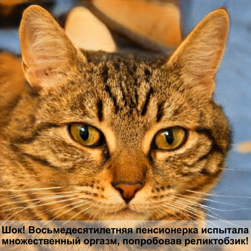 корм для кошек своими руками