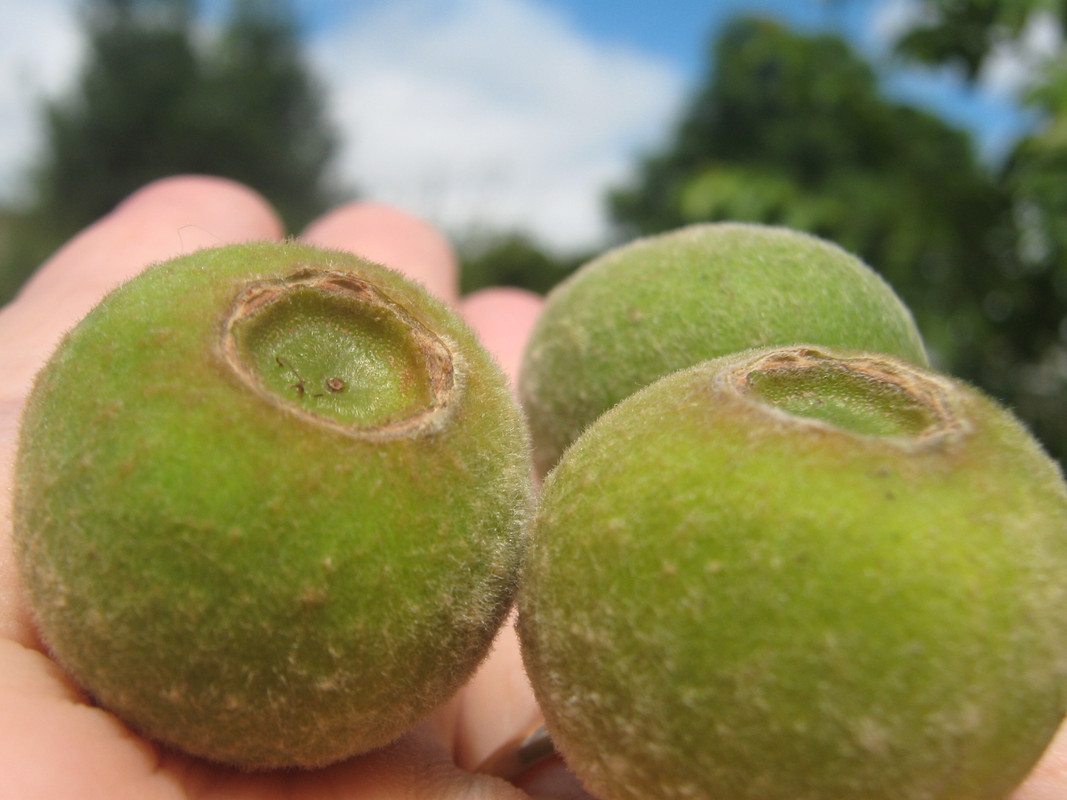 sete_capotes_--campomenesia_guazumifolia--huerta