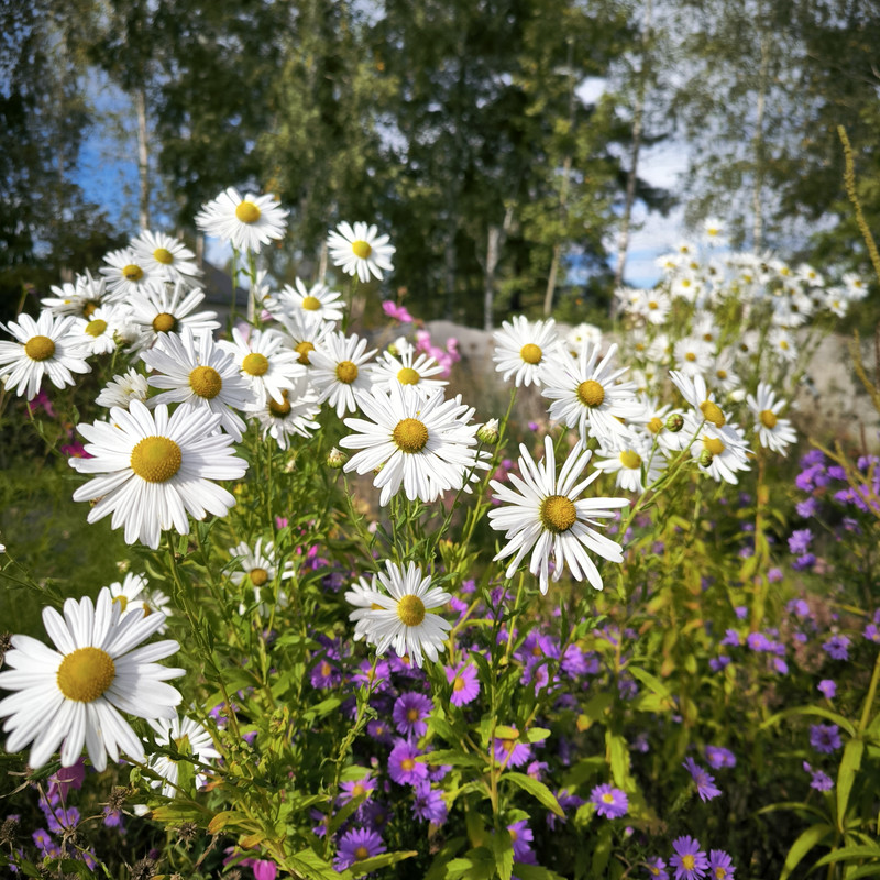 IMG_20240928_144234 — копия
