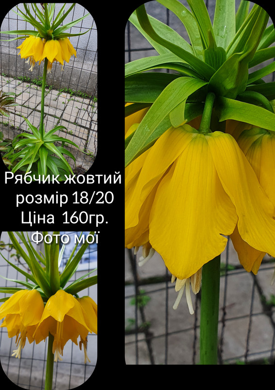 GridArt_20230810_082920640