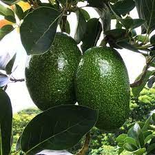 Tìm hiểu về cây giống bơ tứ quý lợi ích sức khỏe và dinh dưỡng Cay-giong-bo-tu-quy