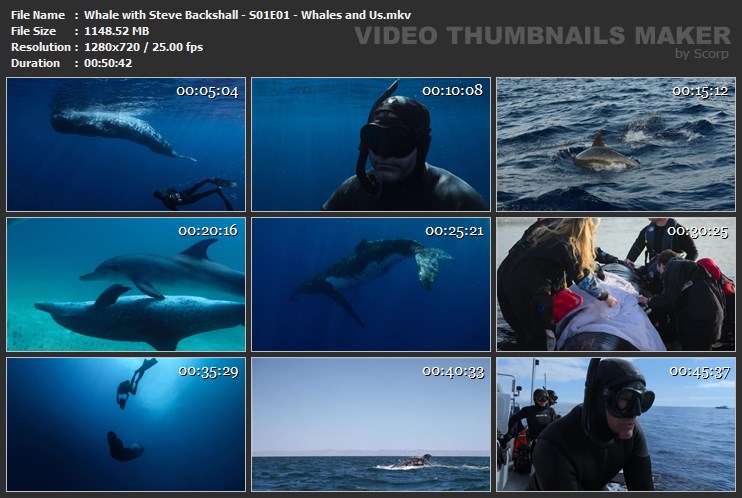Whale with Steve Backshall - S01E01 - Whales and Us.mkv