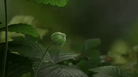 https://i.postimg.cc/JnWLNdTF/8.gif