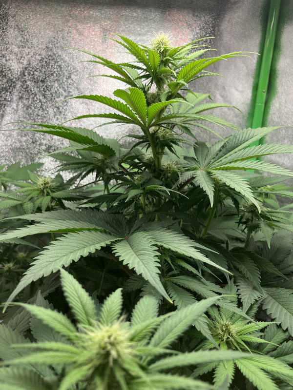 AF9AD60B-A8E2-498D-9203-1E984B9CFDA7