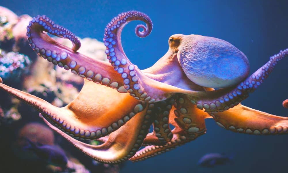 polpi condividono alcuni geni cervello esseri umani