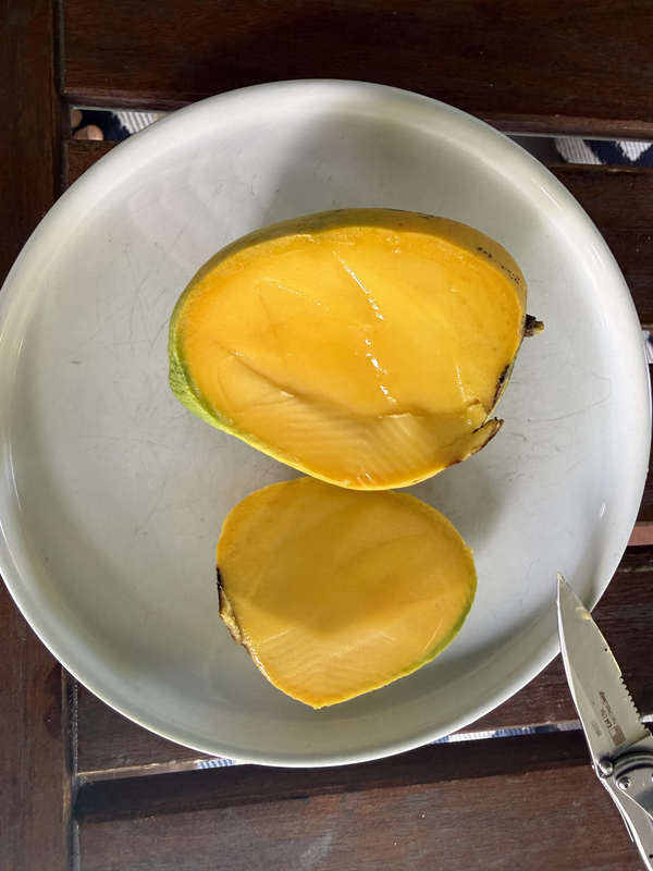Mango Ed half 4 26