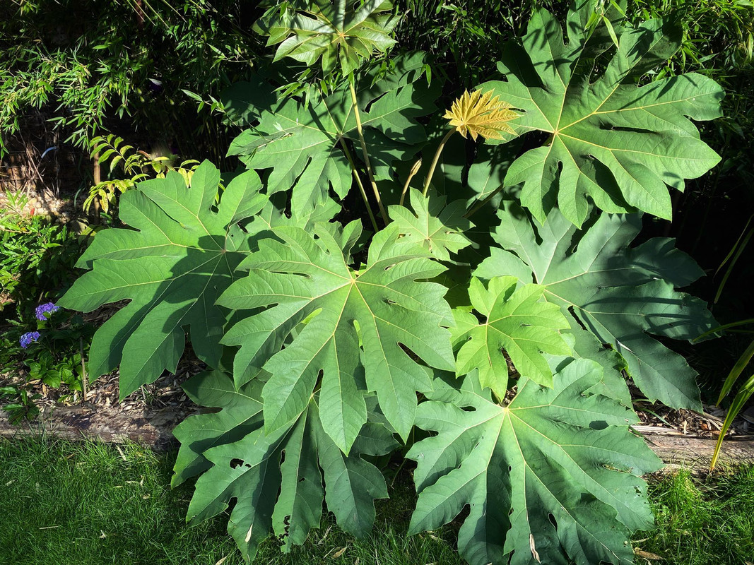 Tetrapanax papyrifer " Rex " - aralia papírodárná 271899857-1058511304694250-3785440086720468430-n