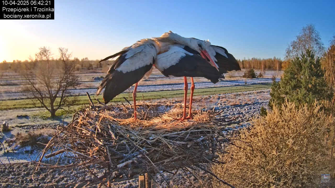 10042025bociany (24)