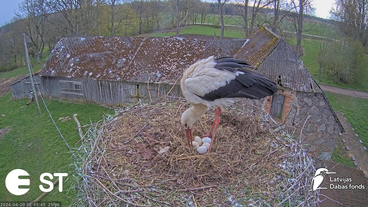Baltie stārķi (Ciconia ciconia) Tukuma novadā - LDF tiešraide __ White storks in Tukums, Latvia 12-1