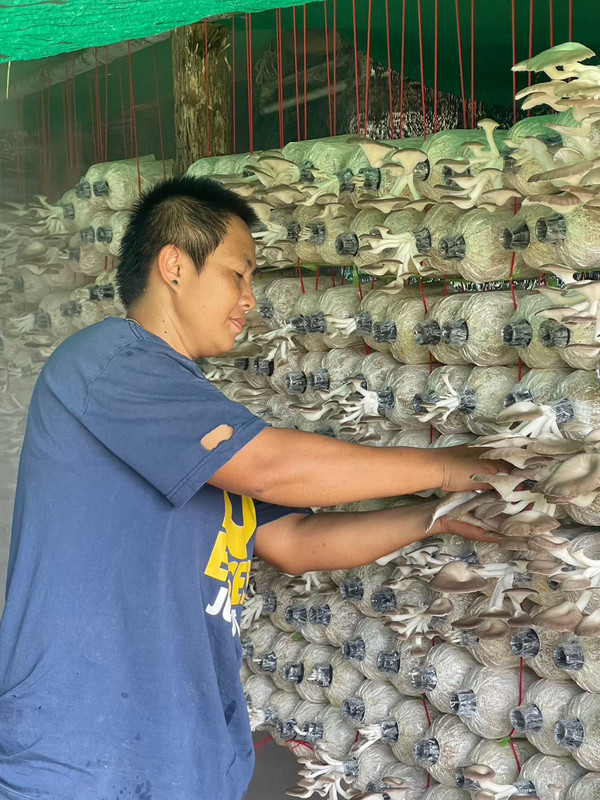 อำนาจ พวงรำ หนึ่งในนวัตกรที่ส่งต่อนวัตกรรมการผลิตเห็ดนางฟ้าภูฐาน ทั้งในอุตรดิตถ์และจังหวัดใกล้เคียง