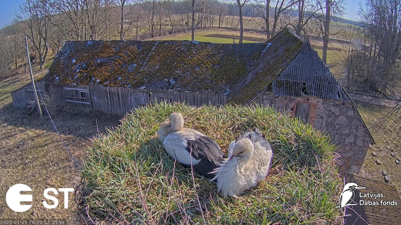 (20) Baltie stārķi (Ciconia ciconia) Tukuma novadā __ White storks in Tukums, Latvia - YouTube - 823