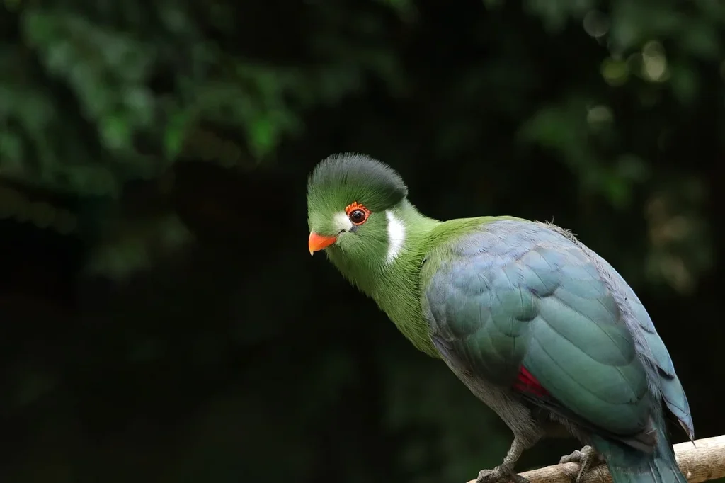 green-white-cheeked-turaco-8406175-1280.webp