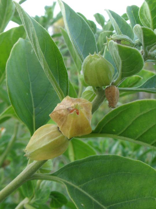 culture Ashwagandha Ashwagandha-fruitssurplant