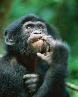 Macaco Pensando