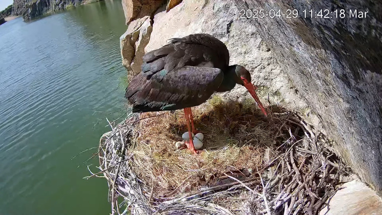 Melnie stārķi Tajo Internacional 4-24-11 screenshot