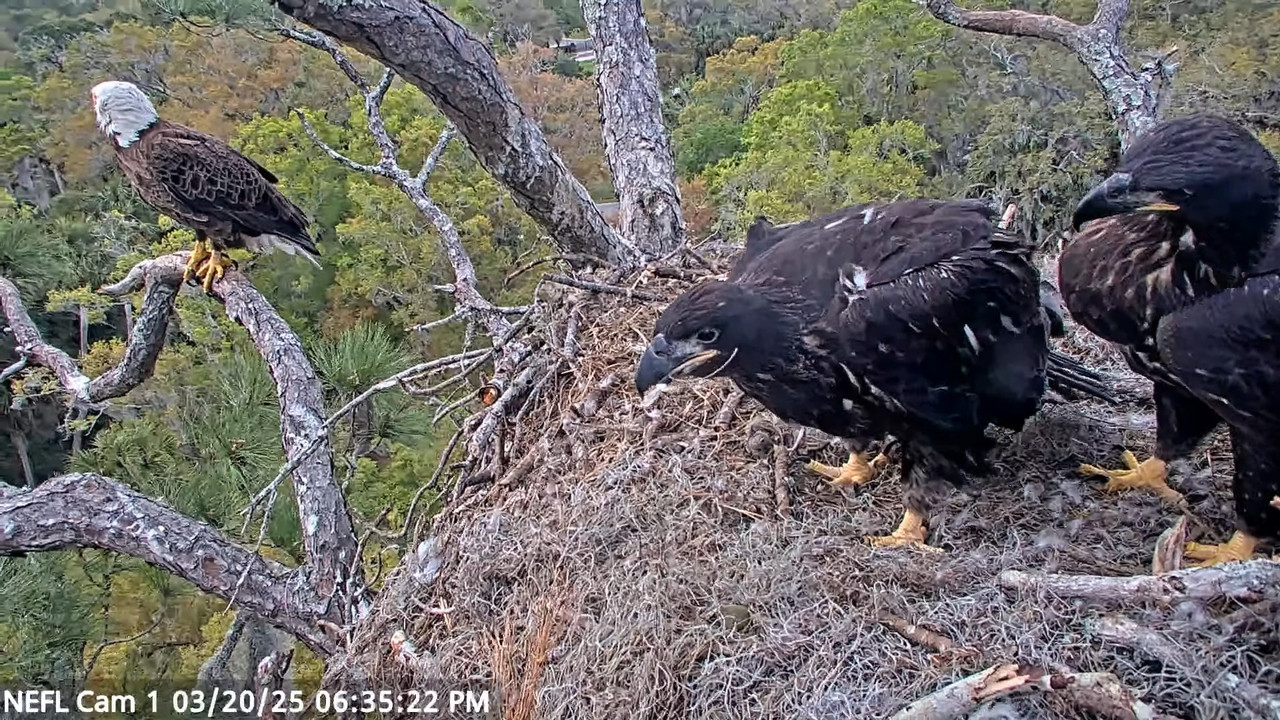 NEFL Cam 1 — tiešraidē Bald Eagle Cam 4-35-39 screenshot