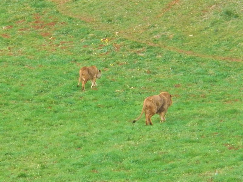 PARQUE NATURAL DE CABÁRCENO-2-2-2011-CANTABRIA - Paseando por España-1991/2024 (36)