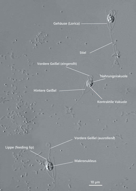 Bicosoeca 02 conica Gehäuse-Flag Beschriftung DIK 100