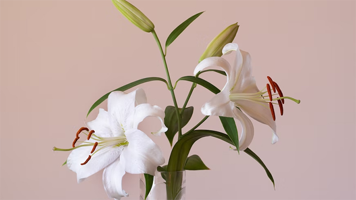 Ilustrasi bunga lili putih.