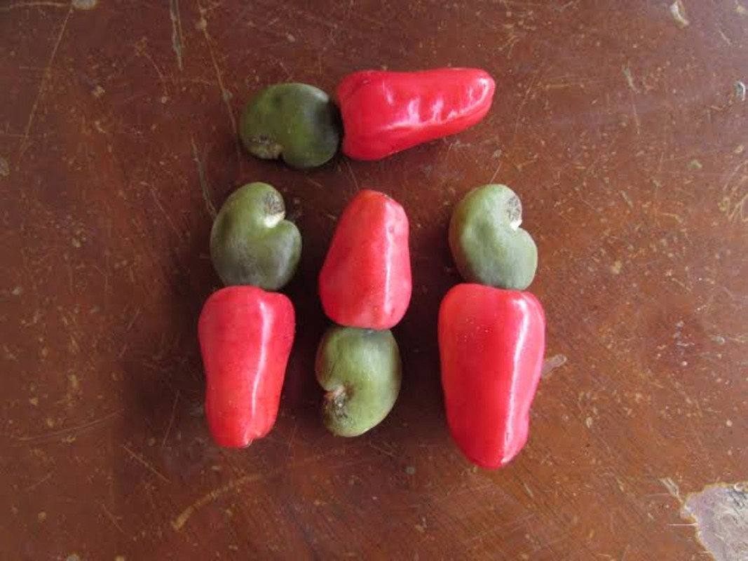 Ruby Cashew