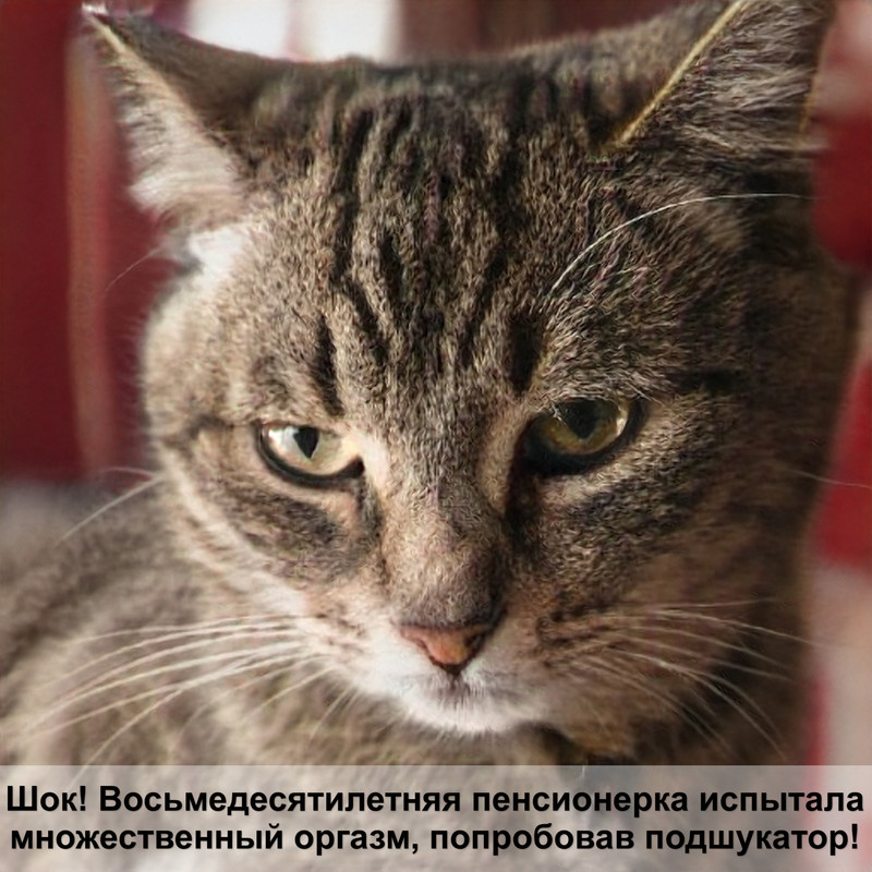 русская кошка тигрового окраса