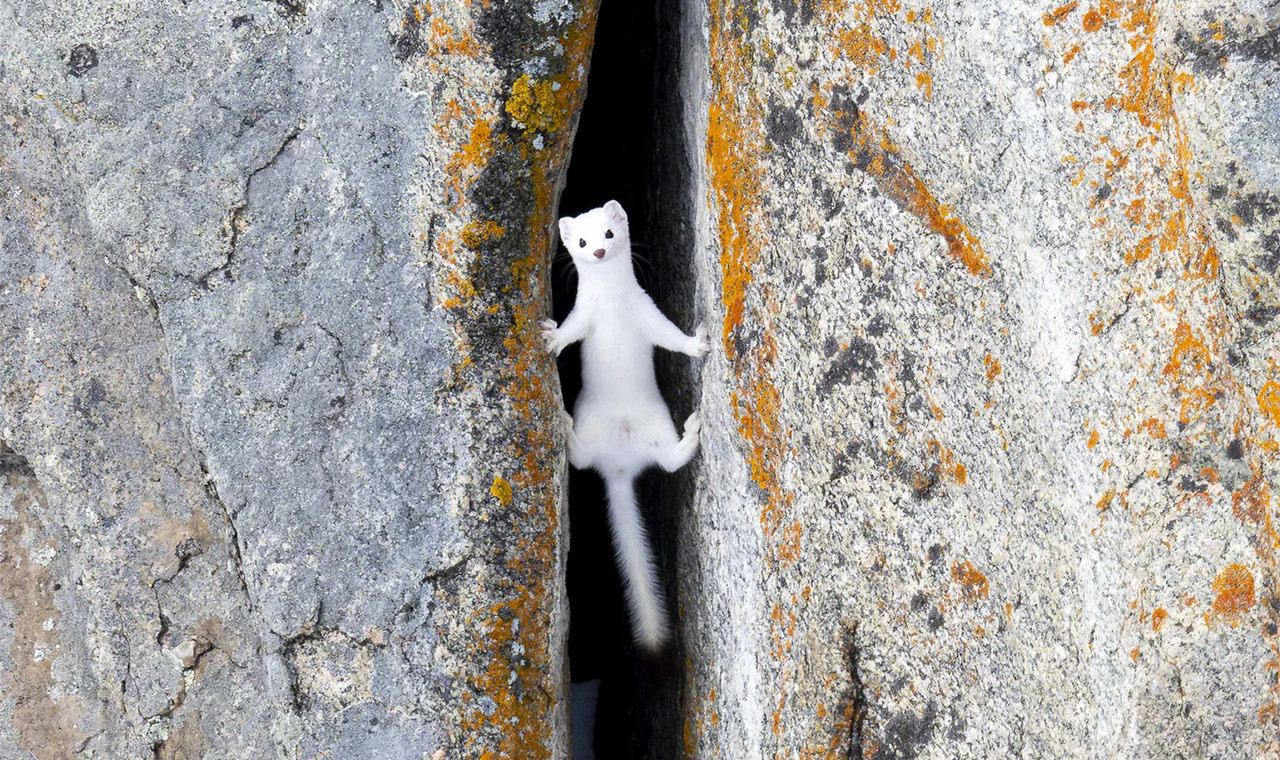 Ermine-in-a-crevice-Yellowstone.jpg