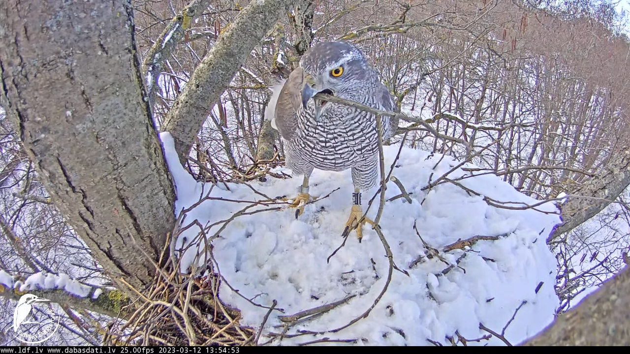 Vistu vanags (Accipiter gentilis) Rīgā - LDF tiešraide __ Goshawks, Riga, Latvia 13-0-3 screenshot