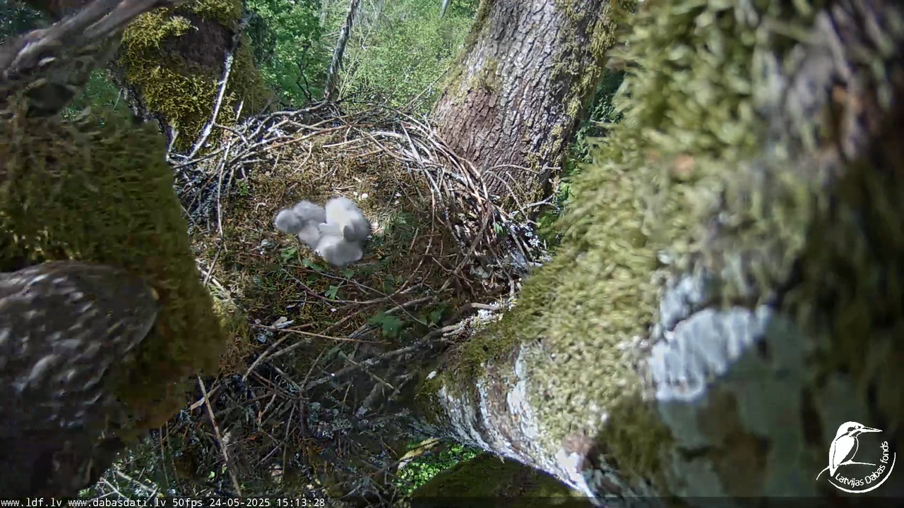Melnās klijas (Milvus migrans) Kurzemē_ peļu klijāni (Buteo buteo) 12-44-28 screenshot