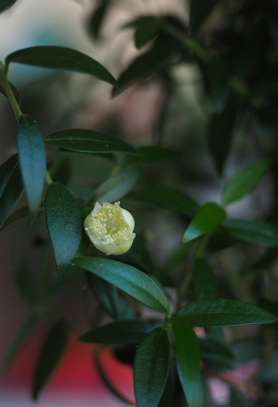[Image: P5100022.jpg]