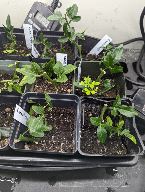 Conestoga-026-new-growth