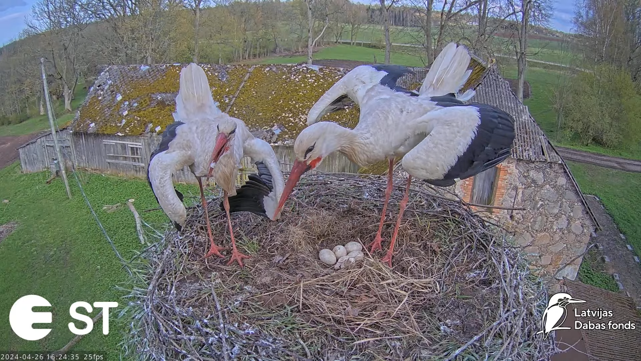 Baltie stārķi (Ciconia ciconia) Tukuma novadā - LDF tiešraide __ White storks in Tukums, Latvia 9-55