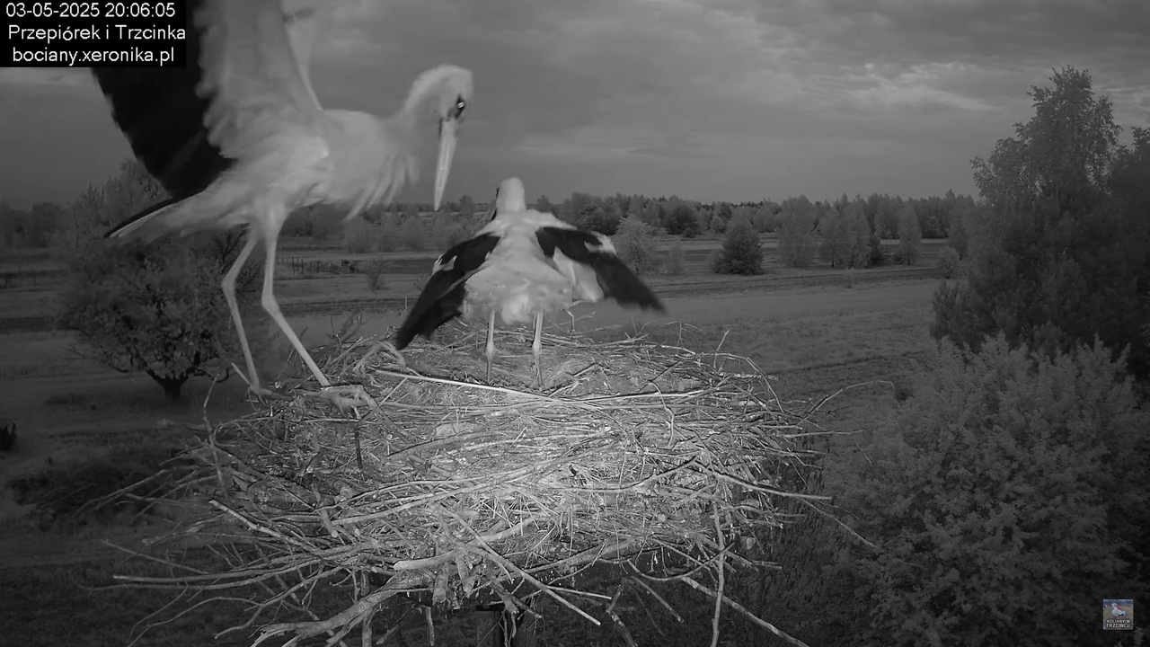 03052025bociany27