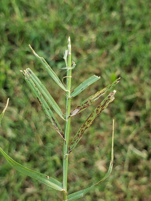Bermuda - Fungus Issue? | Lawn Care Forum