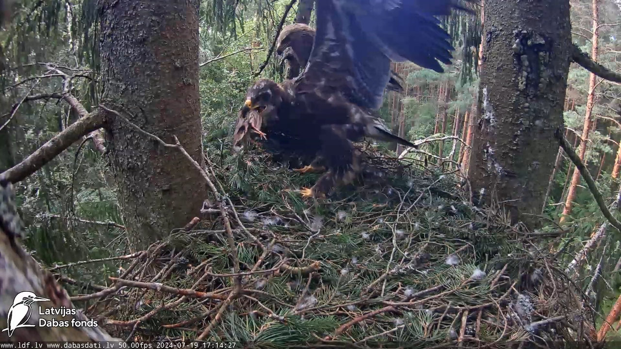 Mazais ērglis (Clanga pomarina), ligzda eglē __ Lesser spotted eagle in spruce, Zemgale, Latvia 13-1