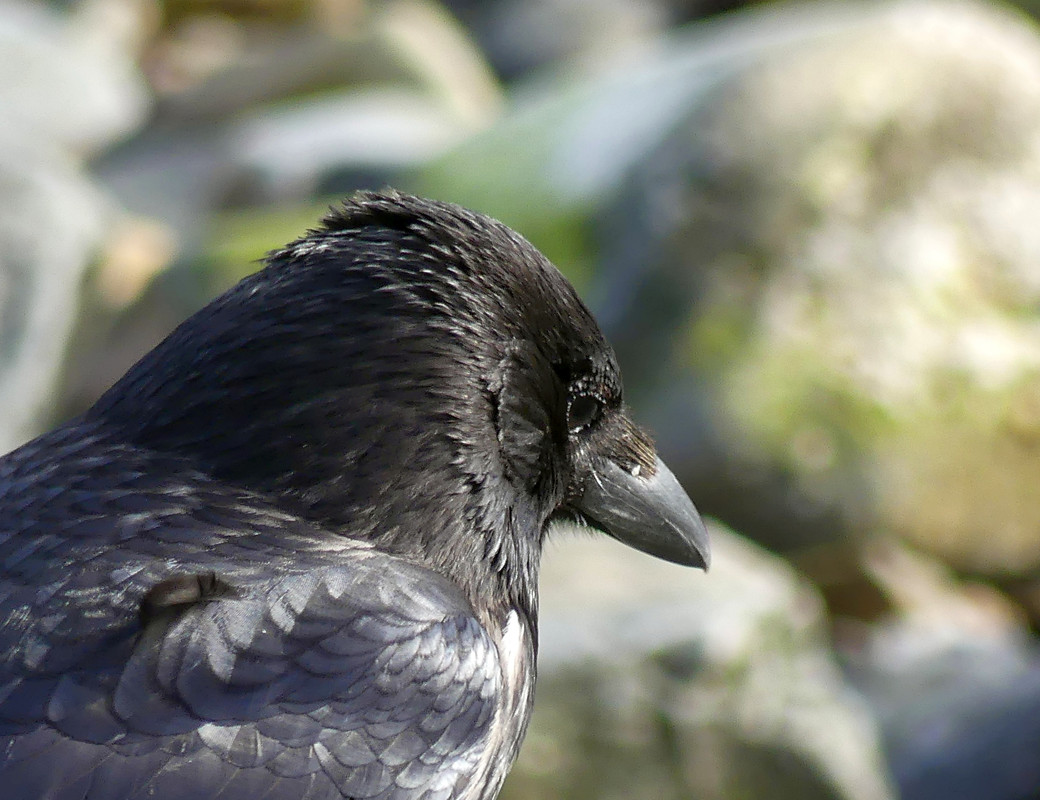 CROW 3