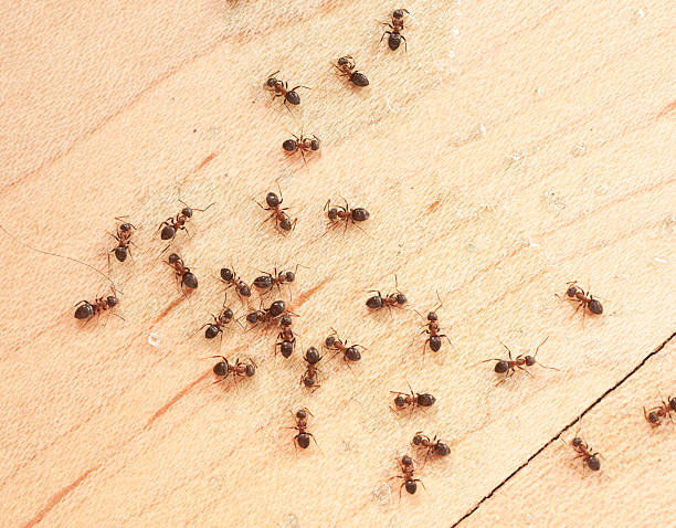 Pest Control Orlando
