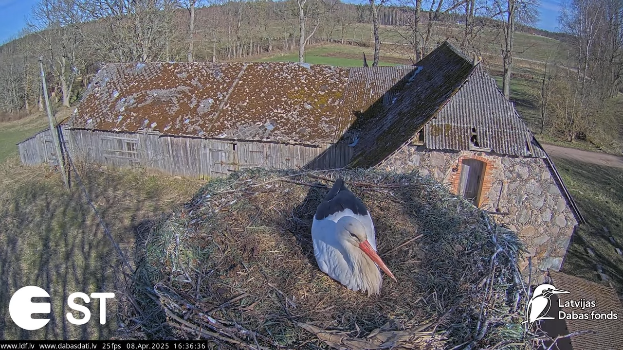 (14) Baltie stārķi (Ciconia ciconia) Tukuma novadā __ White storks in Tukums, Latvia - YouTube - 710