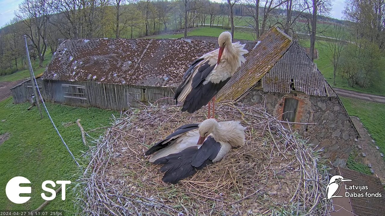 Baltie stārķi (Ciconia ciconia) Tukuma novadā - LDF tiešraide __ White storks in Tukums, Latvia 9-35