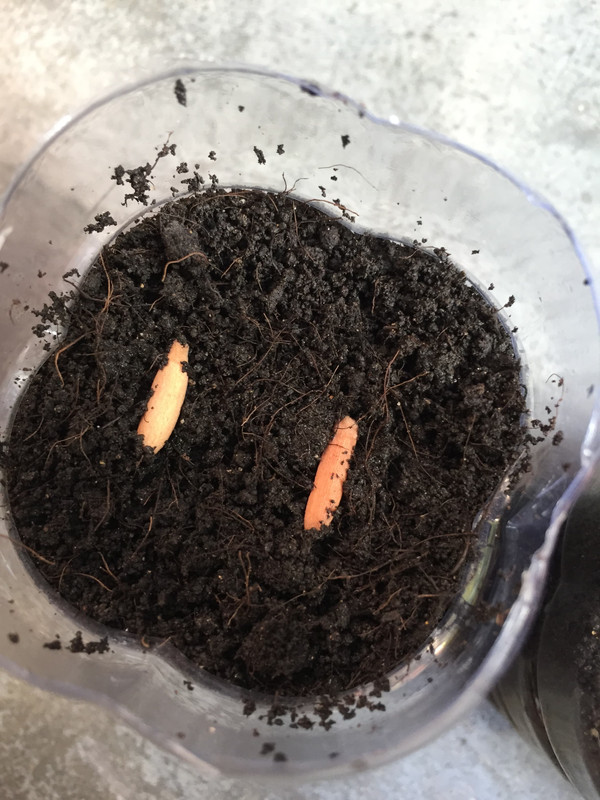 place-adenium-seeds-horizontally.jpg