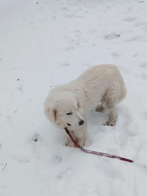 0A30A085-1F35-49A4-9ECD-A9D272877335