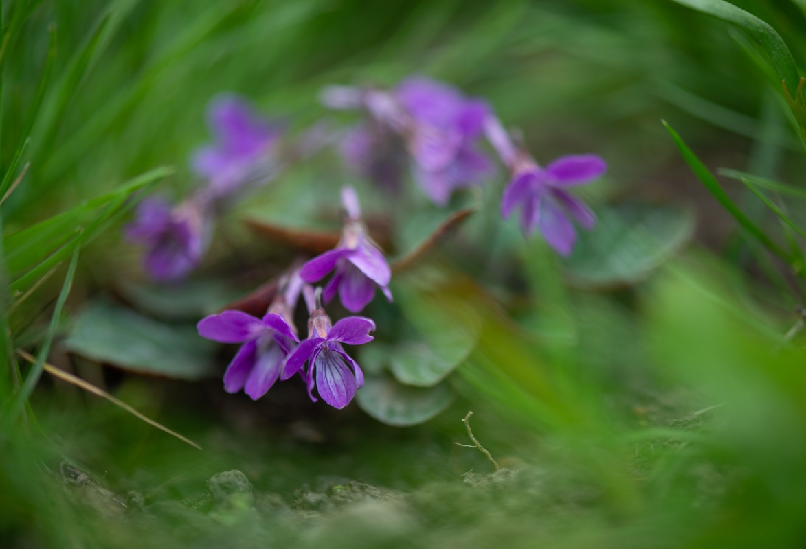IMG-4b9b268cba35e1d88a50022c802e0d29-V