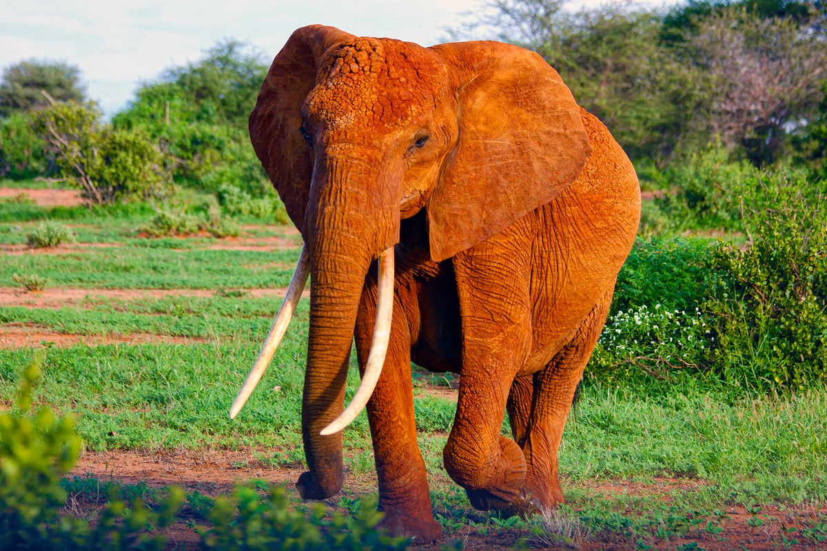 orangewildelephant.jpg