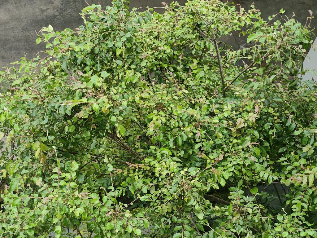 IMG20220604093434.jpg