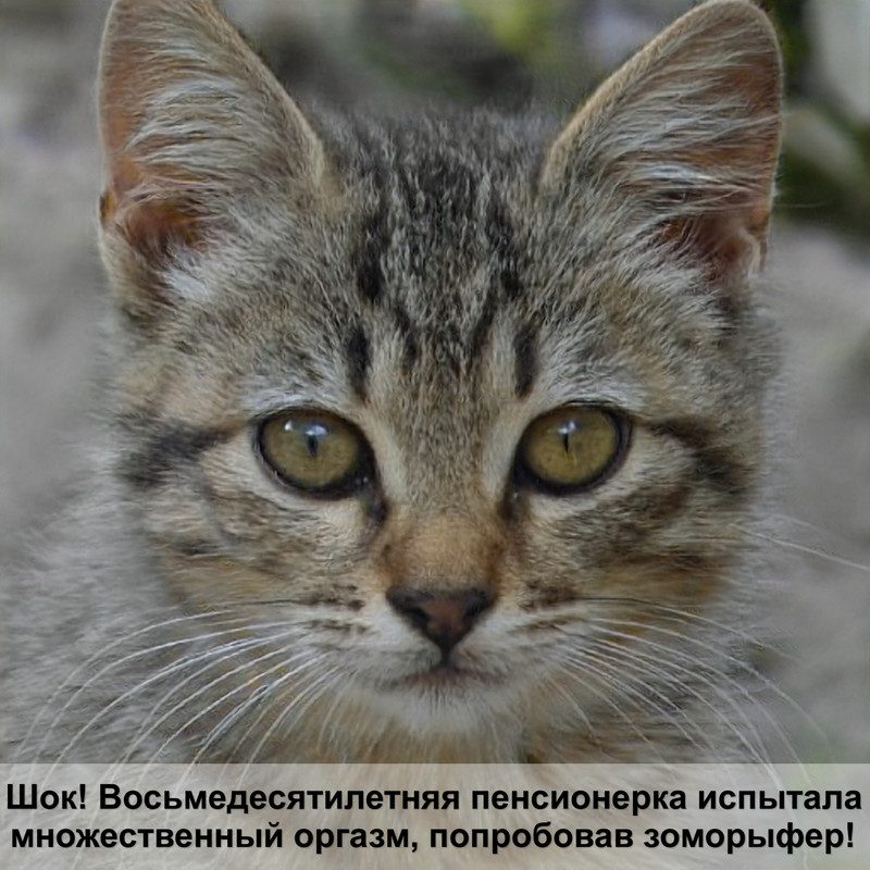 ориентальная кошка питомник