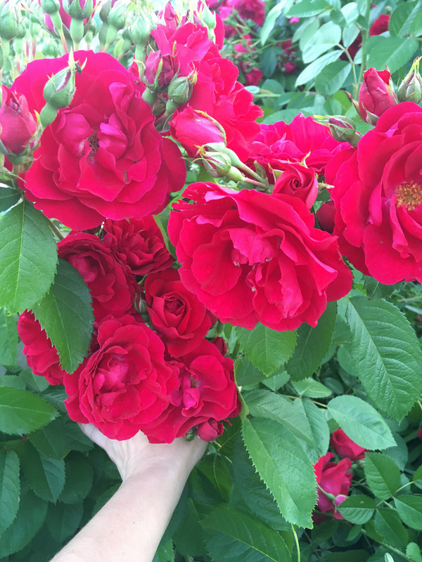 152DED38-3734-495A-B9B0-B10964D791A8