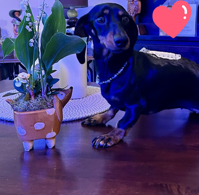 [Image: IMG-20240502-083517.jpg]