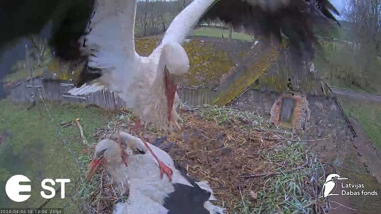 Baltie stārķi (Ciconia ciconia) Tukuma novadā - LDF tiešraide __ White storks in Tukums, Latvia 17-1
