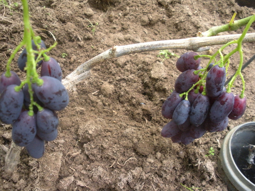 Сигналки г.ф. Каталония в пк теплице В.Ф.Меньшова, 3 августа 201